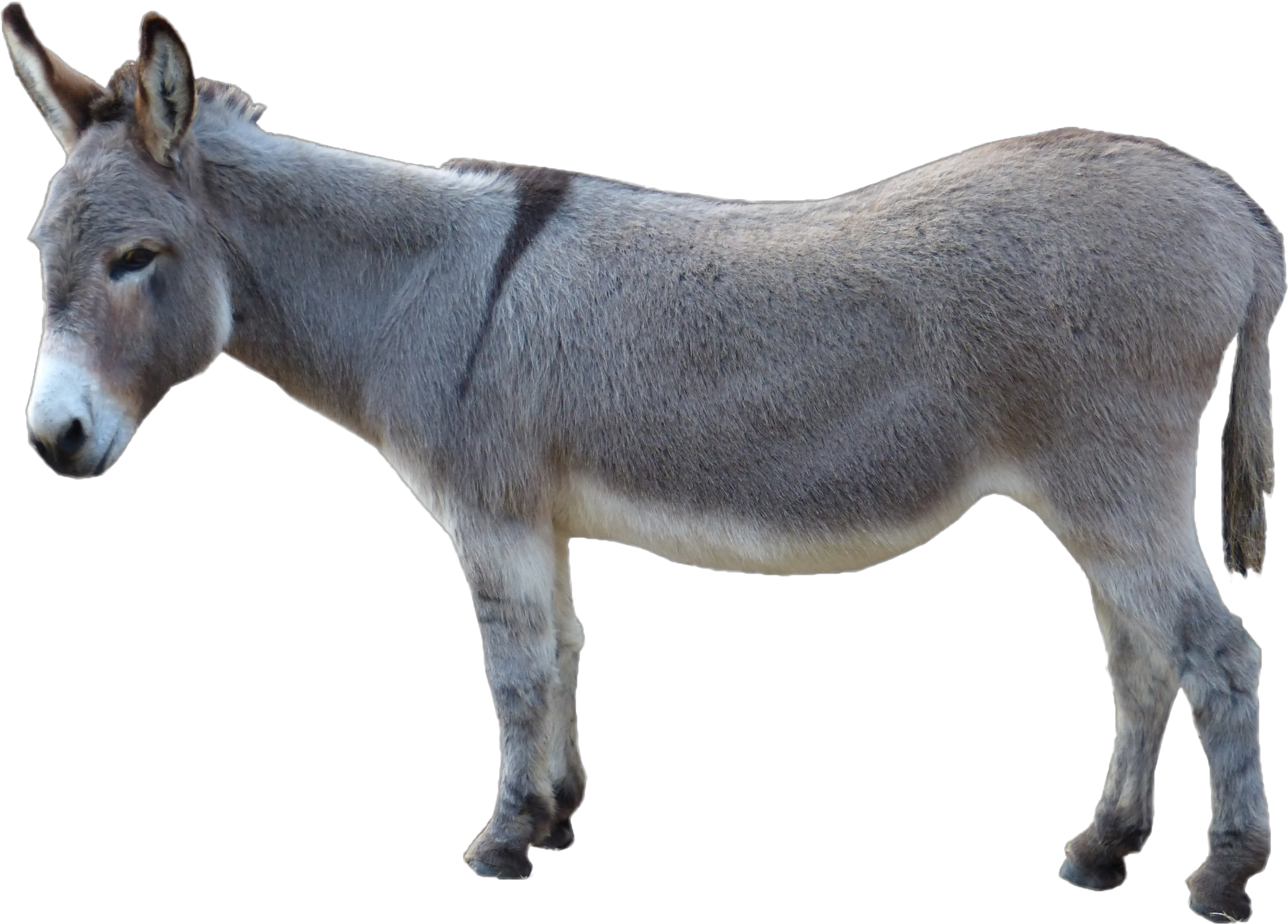  Asinus Photograph Clip Art Grey Donkey Picture Png Donkey Png Photograph Png