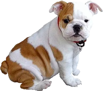  Dog Gif Picmix English Bulldog Puppies Png Transparent Dog Gif