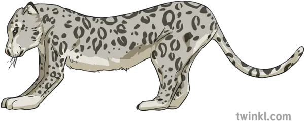  022012 Snow Leopard Cat Animal Relax Pose Exercise Yoga Life Ks2 Jaguar Png Snow Leopard Png