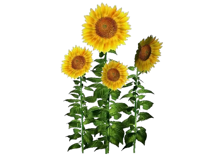  Download Hd Plantas 3d Girasol Acca Jirasoles Decorativas Png Girasol Png