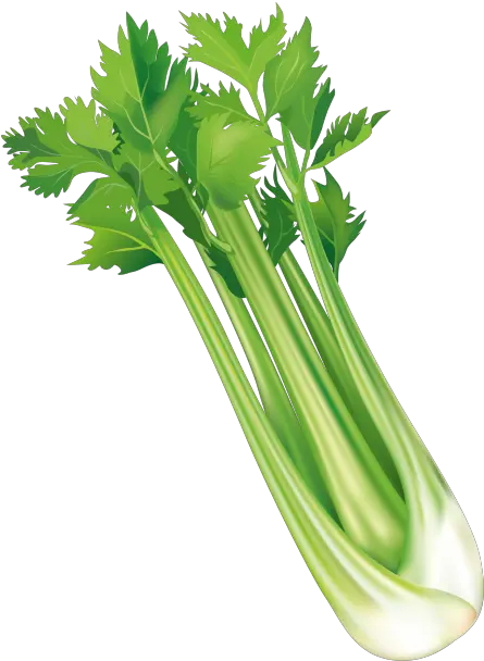  Mizuna Png Images Celery Vector Png Celery Png