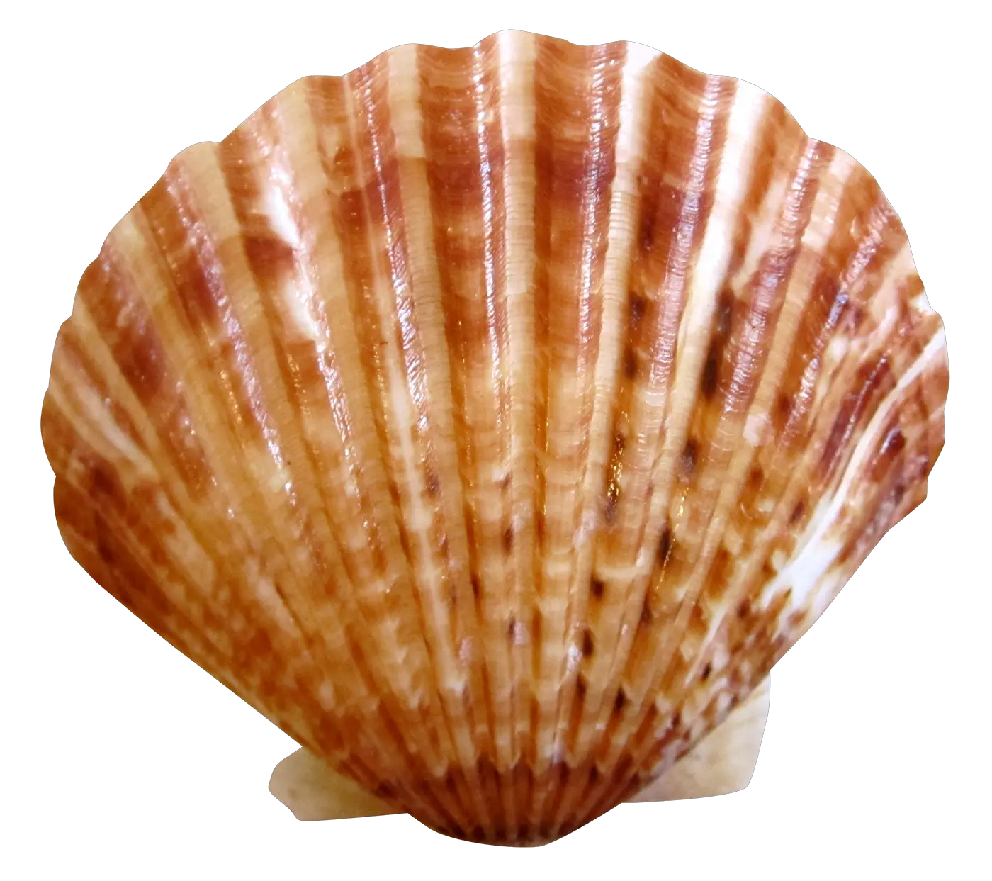  Sea Ocean Shell Png Image Purepng Free Transparent Cc0 Shell Png Ocean Transparent Background