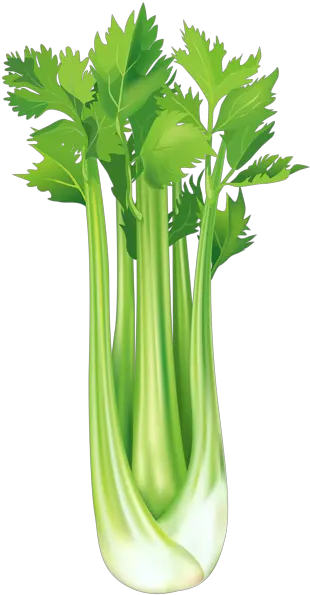  Celery Free Png Clip Art Image Celery Clipart Png Celery Png