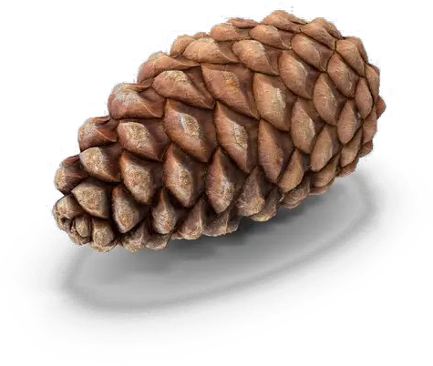  Pine Cone Png Transparent Photo Yehliu Pine Cone Png