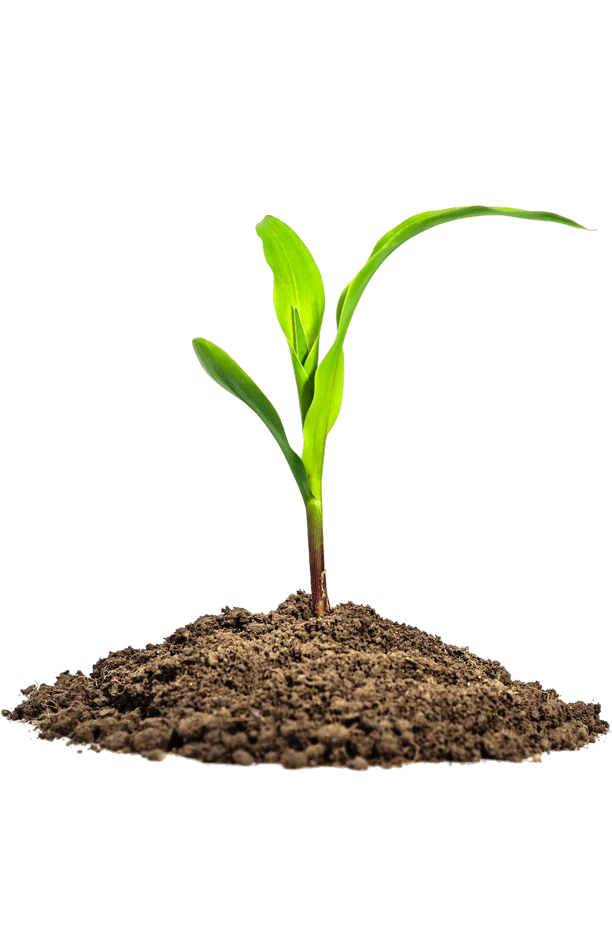  Leaves In Dirt Png Image Purepng Free Transparent Cc0 Maize Seedling Png Dirt Transparent Background