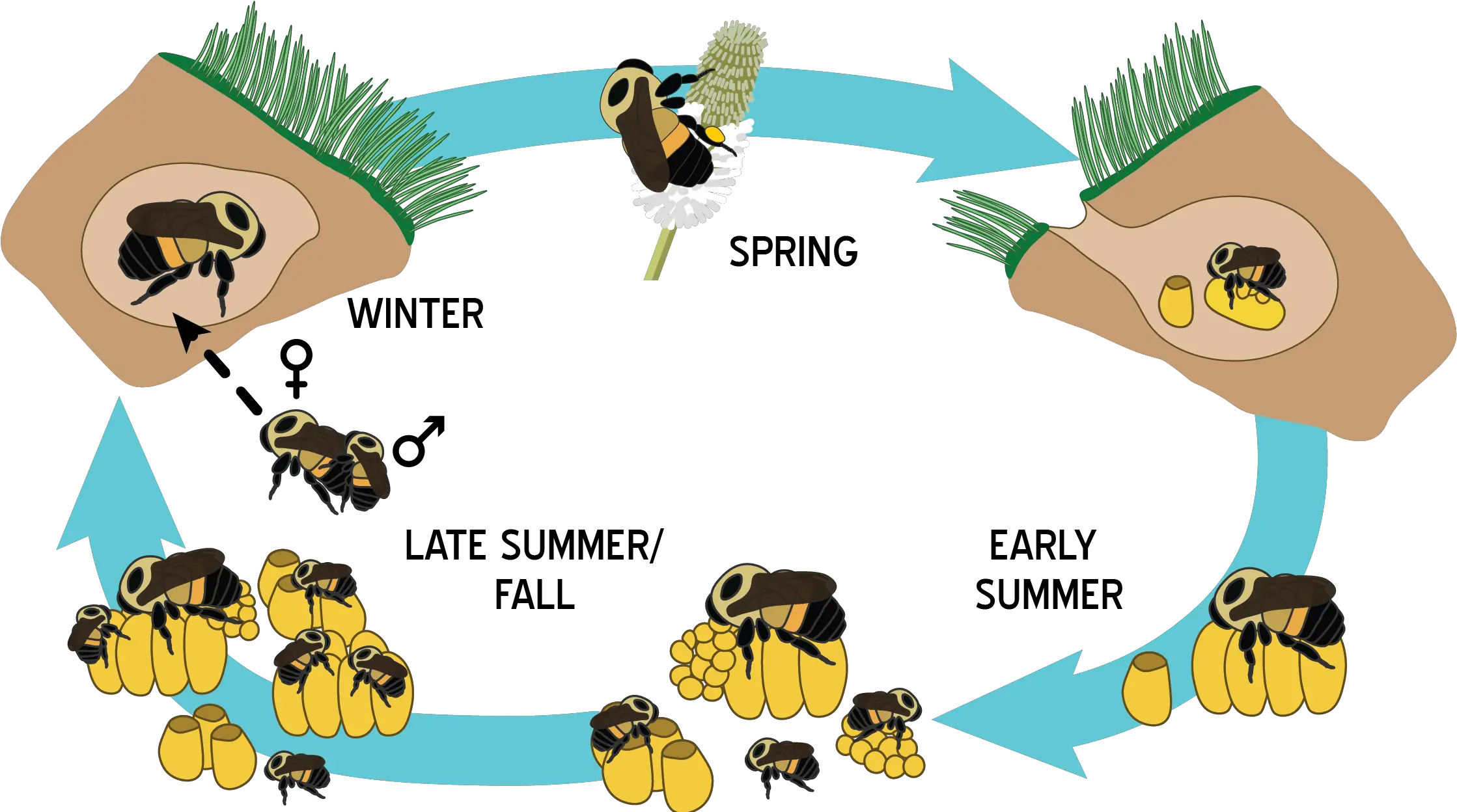  Life Cycle And Biology U2013 Bumble Bees Of Wisconsin Uwu2013madison Bumble Bee Life Cycle Png Bumble Bee Png