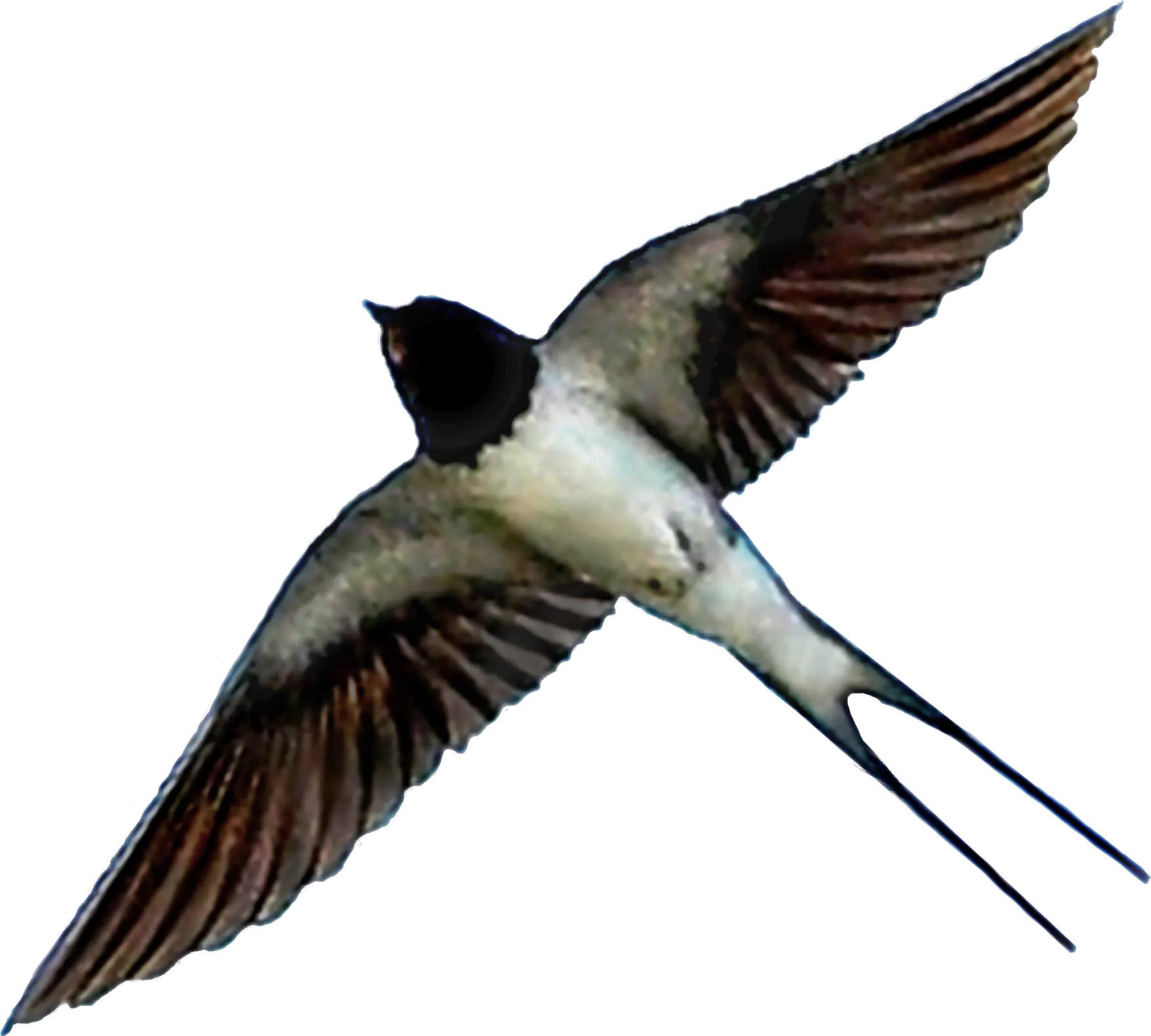  Transparent European Swallow Png Bird Transparent Background