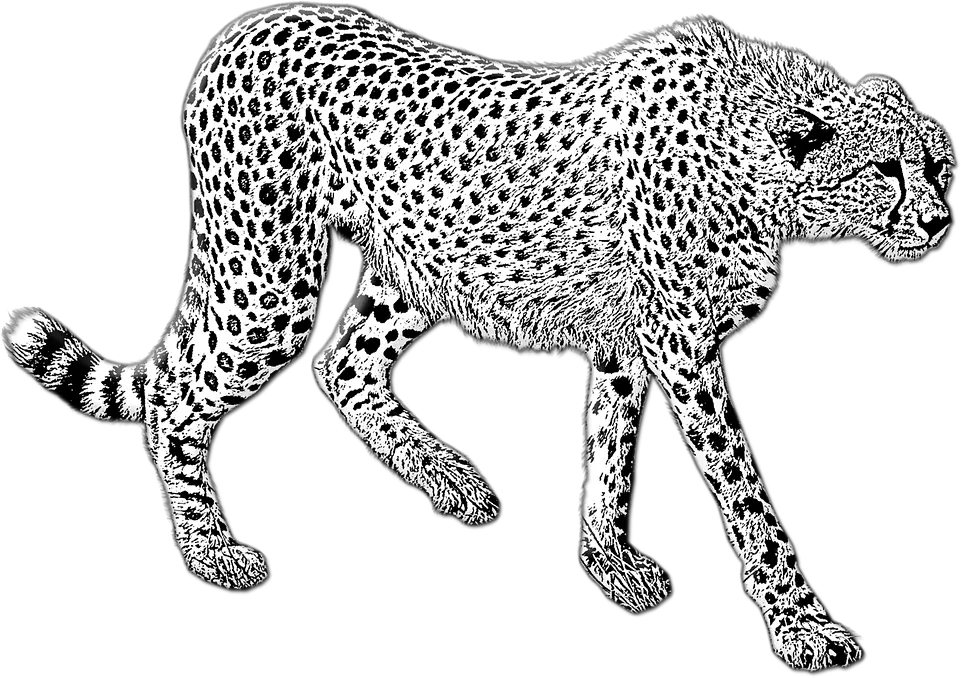  Cheetah Walking Wild Cat Free Image On Pixabay Gepard Kresleny Png Cheetah Transparent