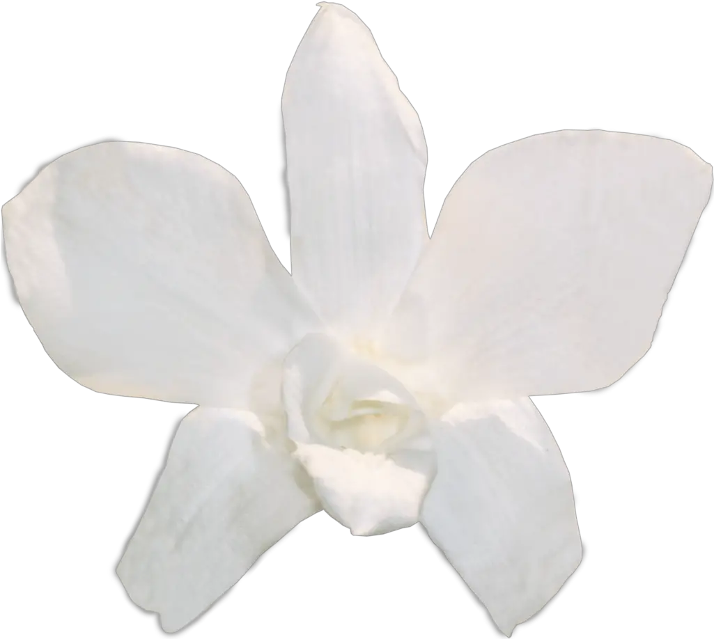  White Orchid Png White Dendrobium Orchid Png 1929315 Moth Orchids Orchid Png