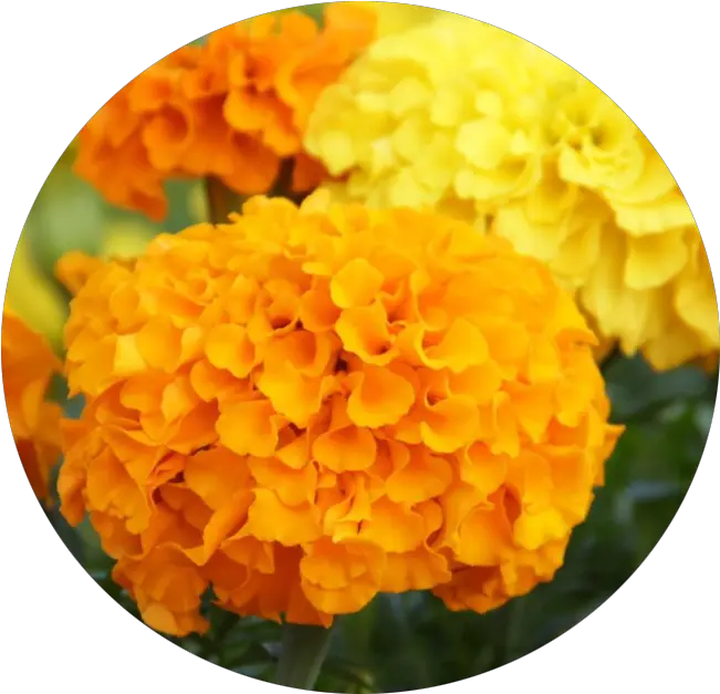  Marigold Transparent Png Image