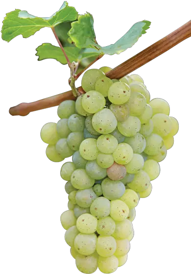  Green Grapes Grape Branch 24215 Transparentpng Riesling Vines Grape Png