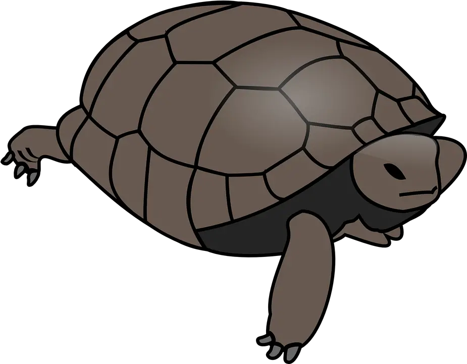  Clipart Transparent Background Brown Turtle Clipart Png Turtle Transparent Background