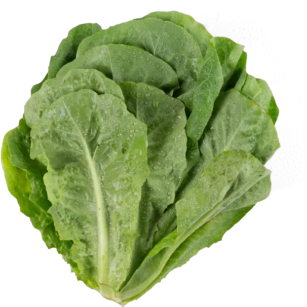  Lettuce Leaf Vegetable Png Spinach Png