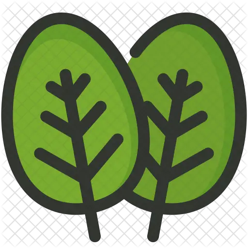  Spinach Icon Of Colored Outline Style Spinach Icon Png Spinach Png