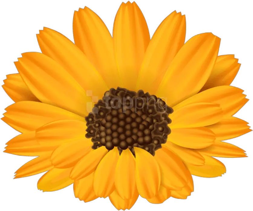  English Marigold Transparent Png Image Transparente Fundo Girassol Png Marigold Png