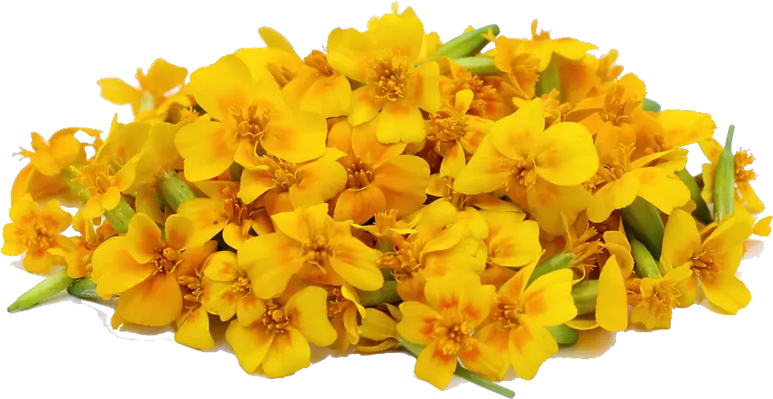  Download Marigold Png File Flower Png File Download Marigold Png