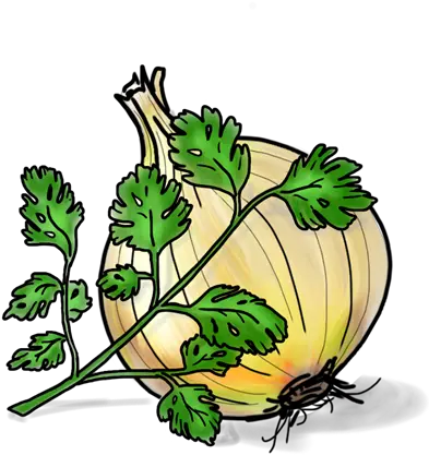  Download Cilantro Roasted Onion Clip Art Png Cilantro Png