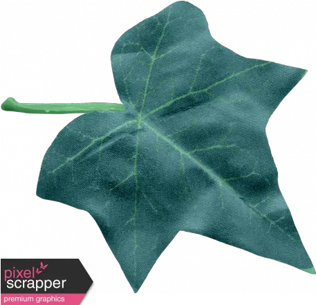  Ivy Leaf Large Graphic Araliaceae Png Ivy Transparent