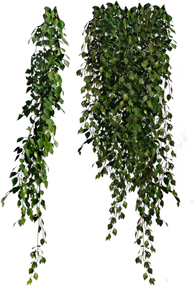  Vine Plants Transparent Png Vine Png