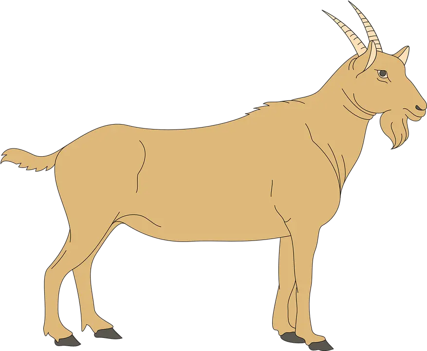  Male Clipart Goat Digestive System Of A Goat Png Goat Png