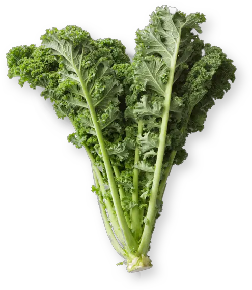  Kale Kale Plant Png Kale Png