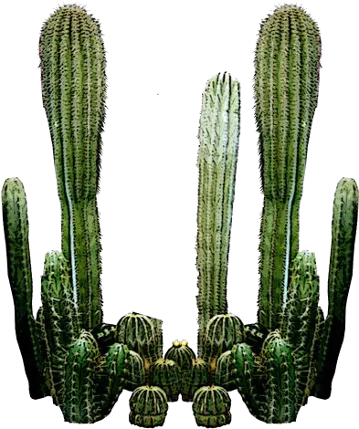  Cactus Png Transparent File Cactus Garden Png Cactus Png