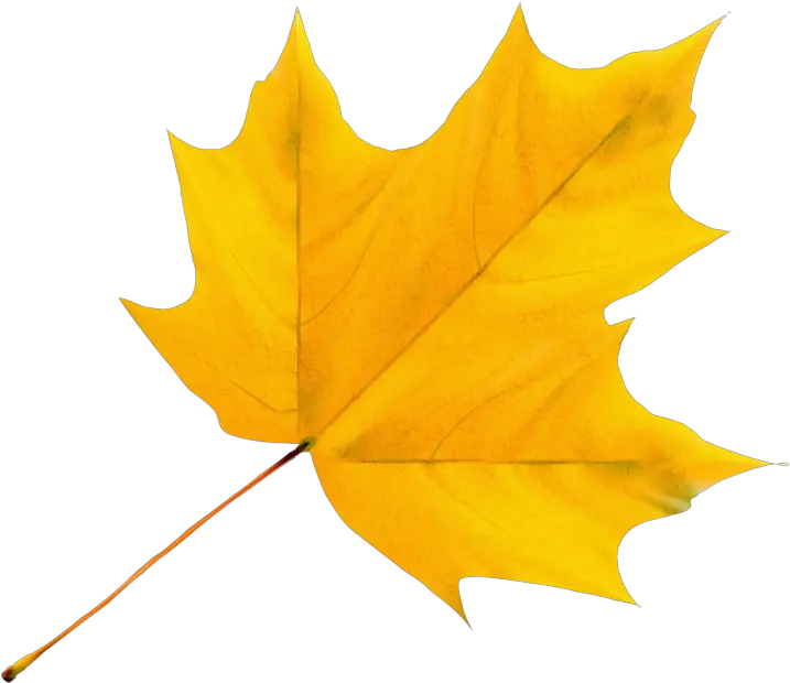  Album Yellow Leaf Clipart Png Download Full Size Tobacco Leaf Png