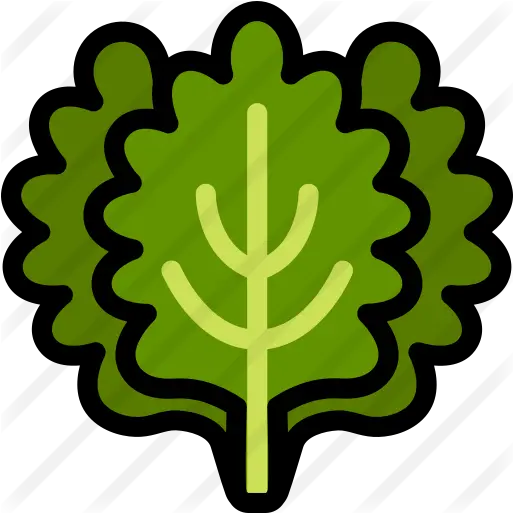  Kale Kale Icon Png Kale Png