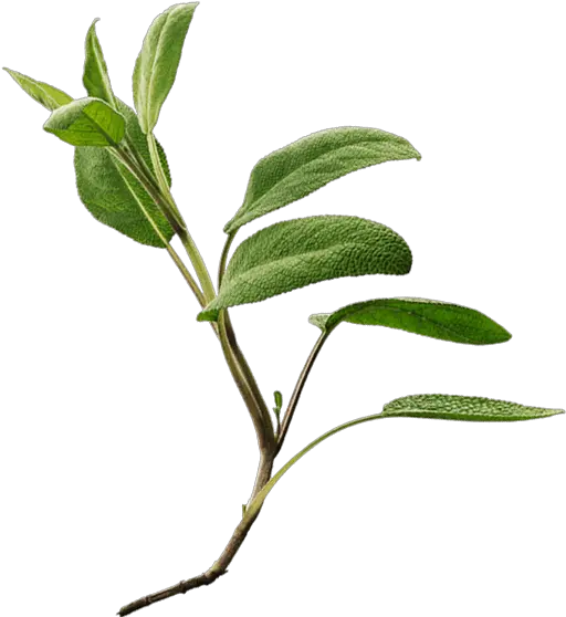  Download Common Sage Png Image With No Sage Leaves Png Sage Png