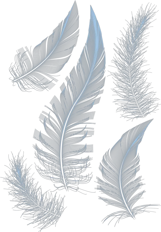  White Feathers Feather Hq Image Free Png Powerpoint White Powerpoint Background Design Feather Transparent Background