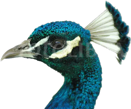  Peacock Png Image File Head