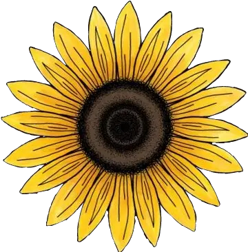  Largest Collection Of Free Girasol Sticker Png Girasol Png