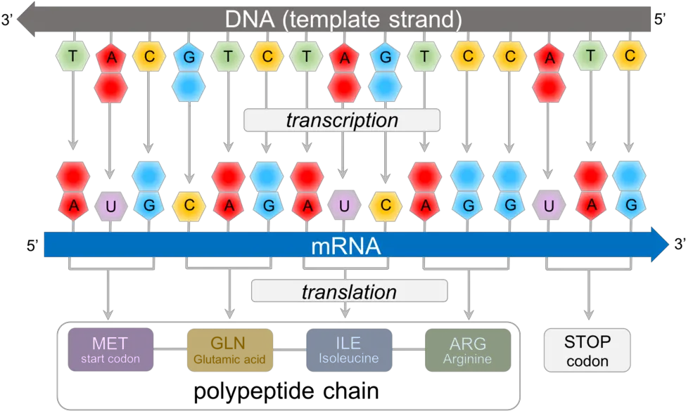  Download Predicting Polypeptide Chains From Dna Mrna Vertical Png Dna Strand Png