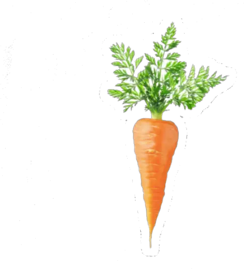  Tags One Carrots Png Carrot Png