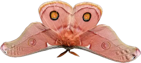  Lilies In My Hair Lucybell Magnetica Luz Png Moth Png