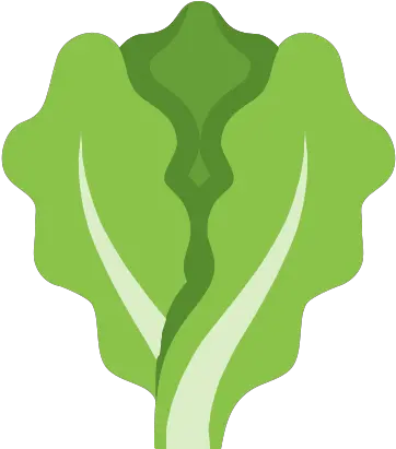  Lettuce Icon Lettuce Icon Png Lettuce Png