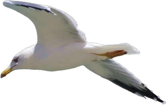  Gull Png Seagull Flying Png Fly Png