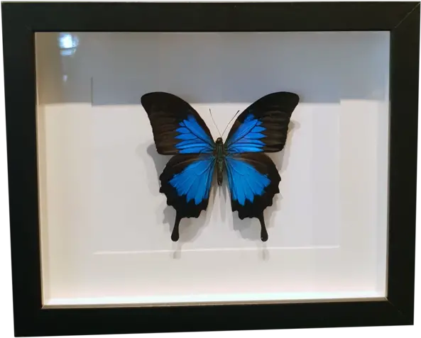  Ulysses Swallowtail Butterfly In Large Frame Picture Frame Png Blue Butterflies Png