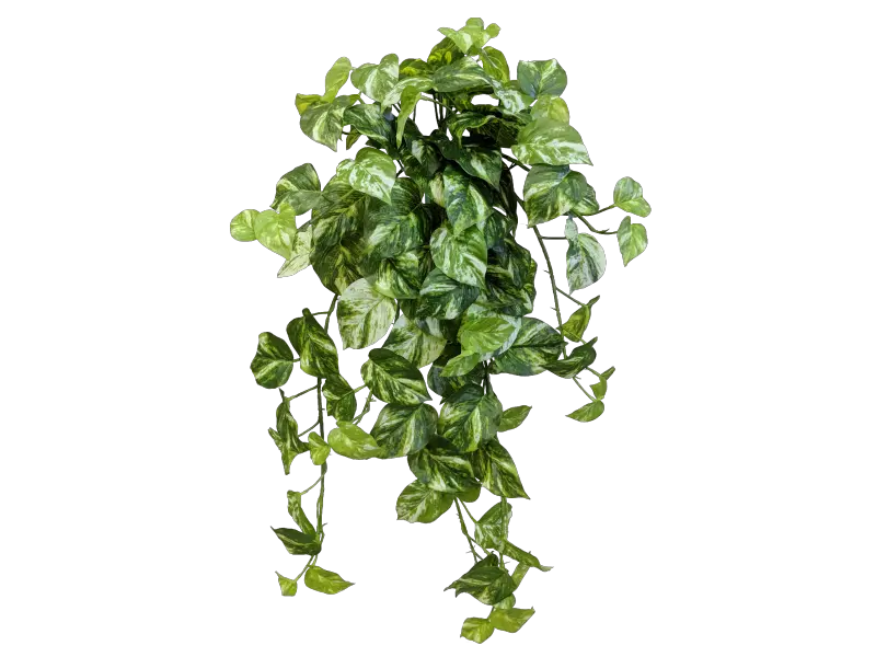  Download Share This Image Devils Ivy Png Ivy Png