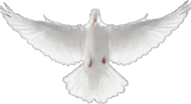  Download Dove Avatar 1515040674 Dove Flying Towards You Png Doves Flying Png