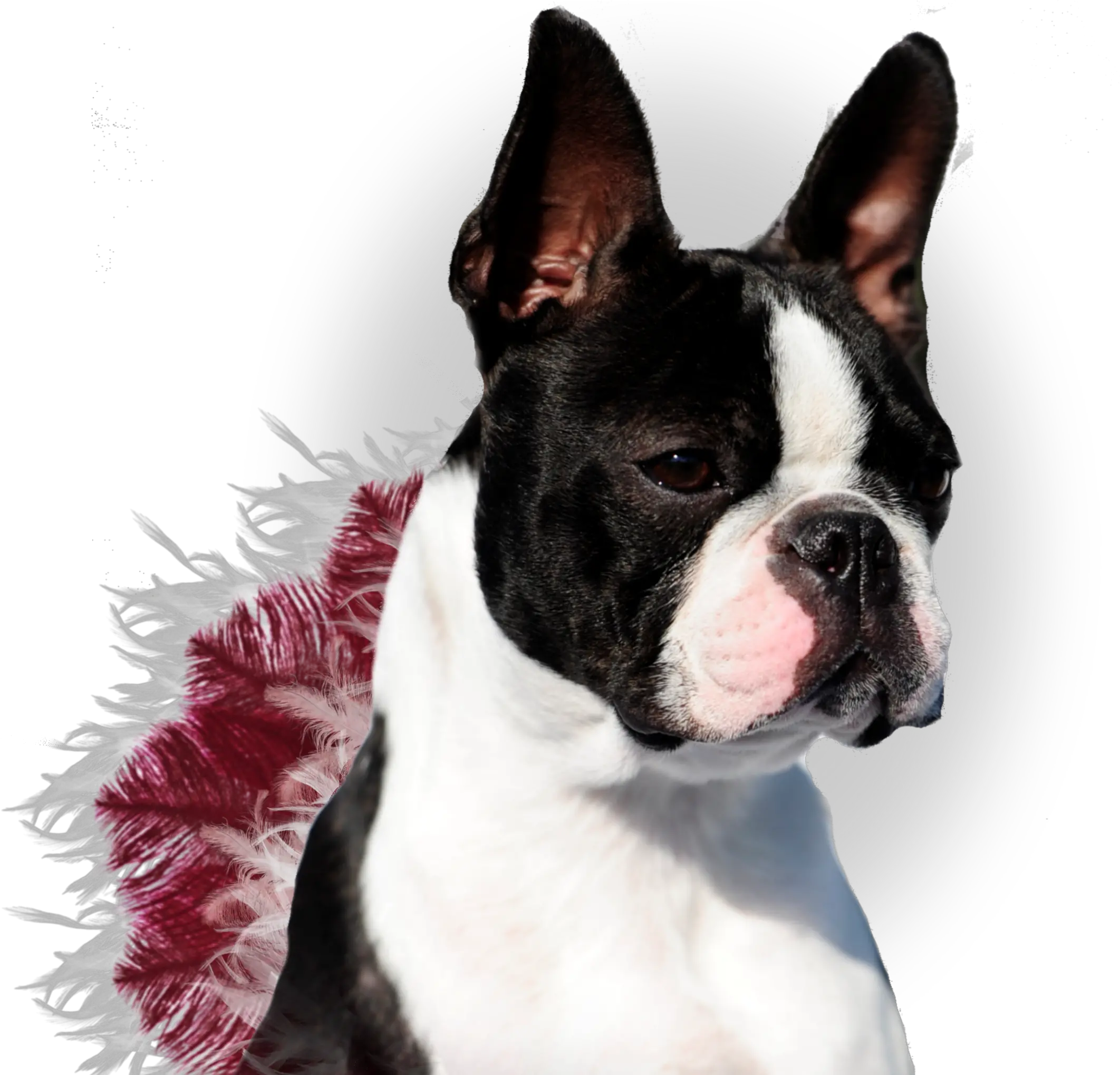  Download Boston Terrier Png Image With Champion Boston Terrier Boston Terrier Png
