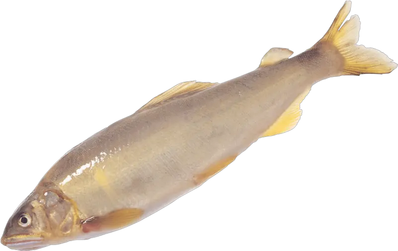  This Png File Is About Fish Clipart Roach Gudgeon