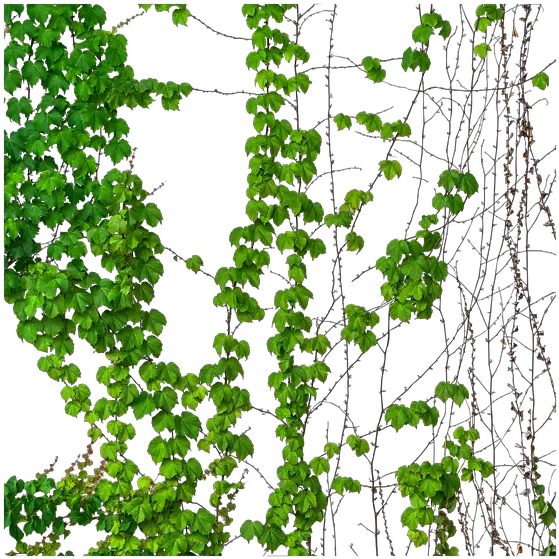  Ivy Vine Vines Vines Transparent Png Creeper Transparent