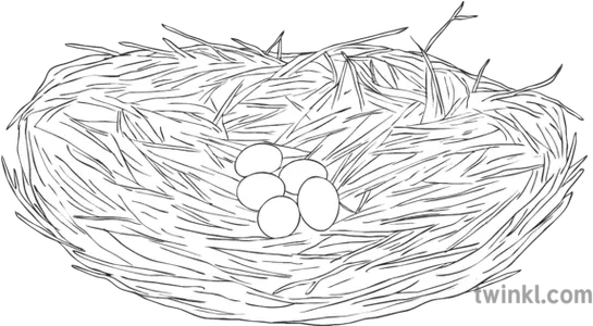  Great Blue Heron Nest Eggs Bird Science Ks2 Bw Rgb Empty Png Nest Egg Icon