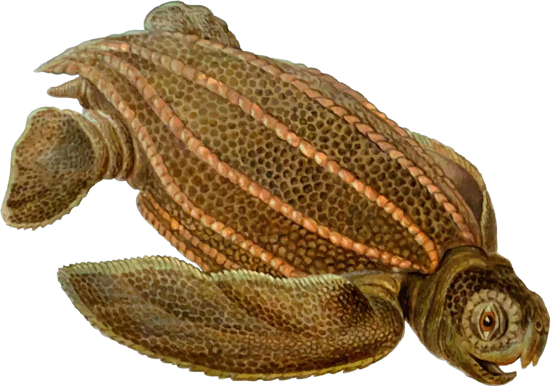  Turtlereptileleatherback Turtle Png Clipart Royalty Free Tortuga Laúd Dermochelys Coriácea Turtle Png