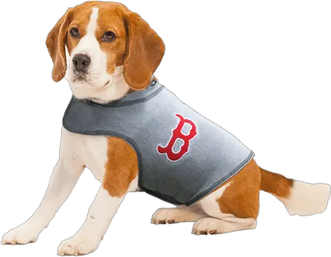  Boston Red Sox Dog Shirt Transparent Thundershirt For Small Dogs Png Red Sox Png