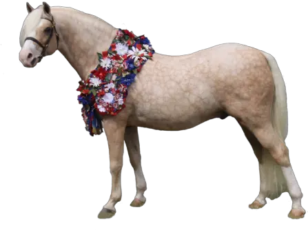  Clanfair Signature Lomlomaoeaoeod Bridlewood Welsh Shetland Pony Png Pony Png