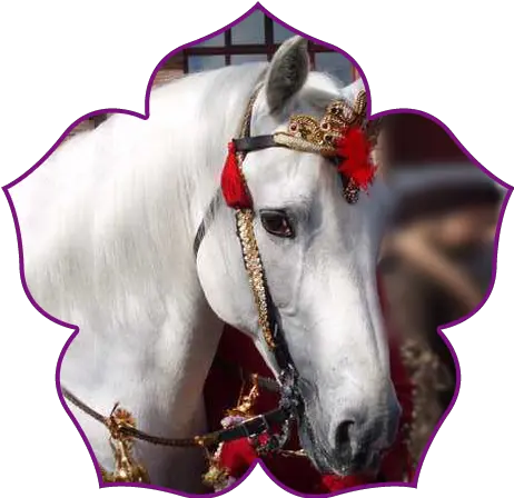  Indian Wedding White Horse Rental White Horse In Indian Weddings Png White Horse Png