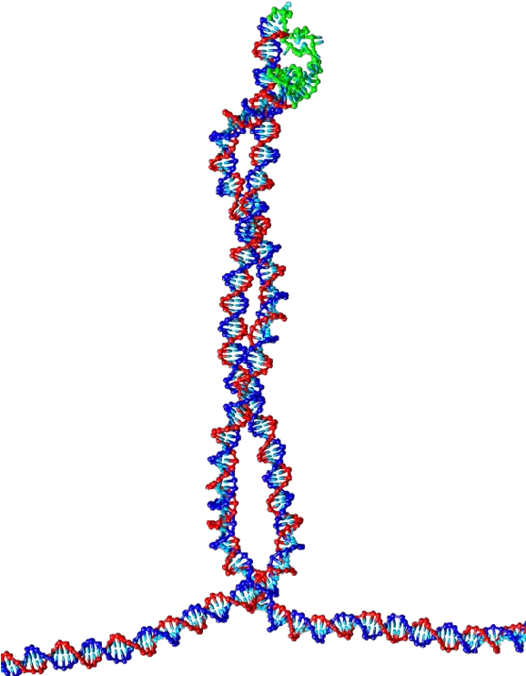  A Tetrahedral Dna Cage As Made By The Group Of Chengde Clip Art Png Double Helix Png