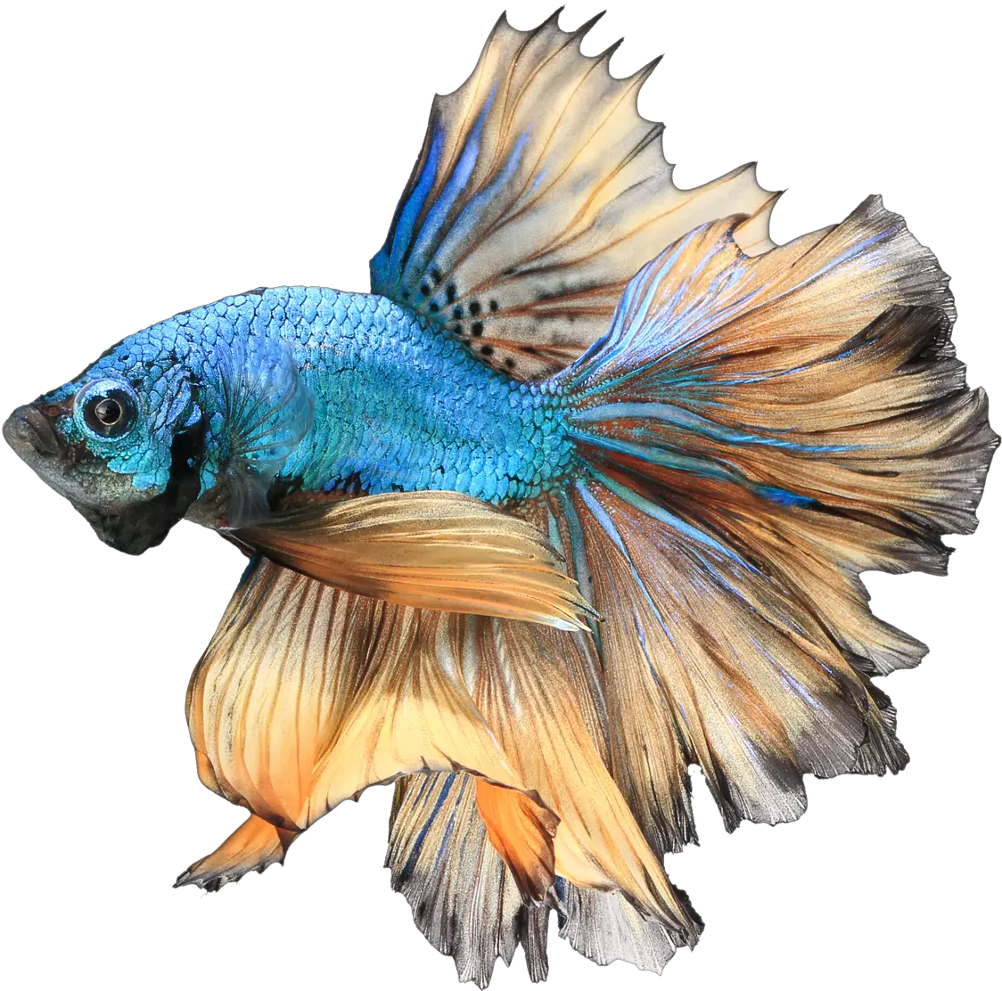  Betta Fish Png U0026 Free Fishpng Transparent Images Siamese Fighting Fish Png Koi Fish Png